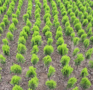 Dropshipping Courtyard Seedlings, Golden Cypress Seedlings, Potted Golden Cypress Trees, Also Known as Golden Cypress, Courtyard Road Greenery