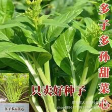 ���Ӷร�����������̦о�N�Ӱײ�̦�͟Ắ�߲����ļ���