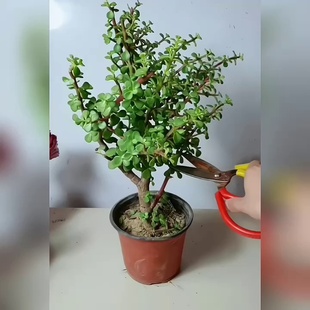 Golden Branches and Jade Leaves Absorb Formaldehyde, Strong-Scented Flower Pots, Four-Season Green Plants, Balcony Indoor, Easy to Grow Succulent Old Pile Plants