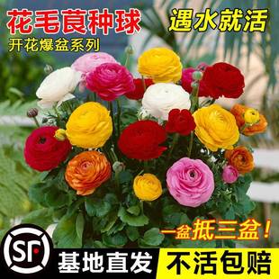 Ranunculus Bulbs, Butterfly Flower Seedlings, Potted Plants, Double Peonies, Four-Season Blooming, Heat-Resistant Balcony Florals and Green Plants