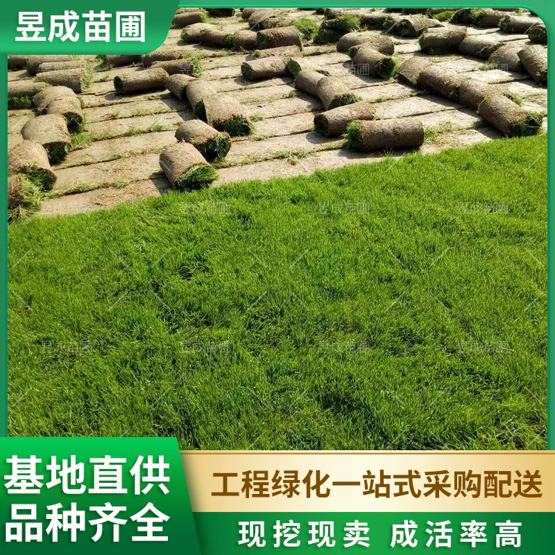 База Оптовая Бермудские Травяные рулетики Теплая лужайка