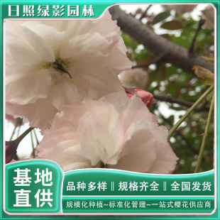 11�������t��ѻ�������������  ���t��ѻ��Ј����� �@��ֱ��