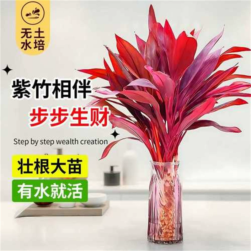 Гидропонное растение Fortune Bamboo, счастливый фиолетовый бамбук с толстыми стеблями и корнями, бамбук Fortune для гостиной в водной культуре, комнатное зеленое растение, бамбук Fortune.