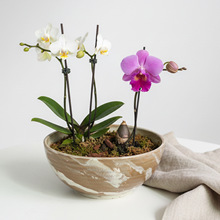 水仙花陶瓷花盆无孔水培大口径矮盆蝴蝶兰多肉苔藓盆栽大理石纹