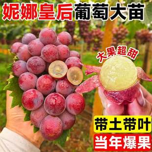 ���Ȼʺ��������Ϙ��޽ӱ����Nֲ���ј����޷�ꖹ�õ�����ј���