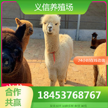 羊驼活体养殖 双峰骆驼租赁 开业羊驼展览 双峰骆驼羊驼多少钱