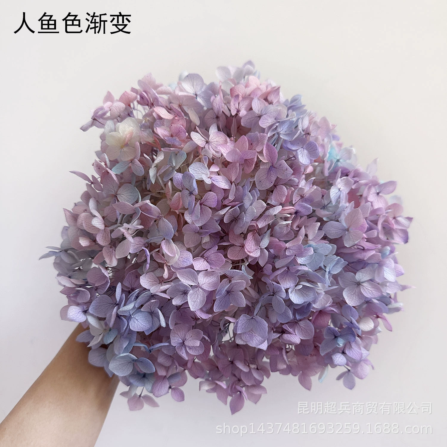 [Вечная Life Flower Hydrangea] Анна Градиентный цвет Лист Hydramid Книга цветов оптом DIY цветочная коробка материал для просмотра