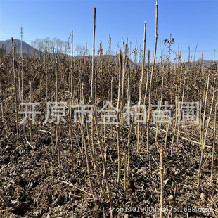 �a�����l����ѿ�������ִ���ѿС��|������ѿ��֦