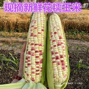 �K���r�����r��Ŵ������Ŵ���׬Fժ��ɫ��ˮ�����װ�Ƥ����Fժ