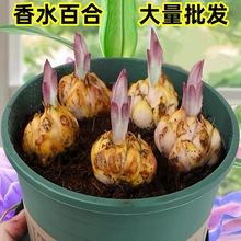 香水百合种球进口重瓣浓香型四季开花好养易活室内花卉盆栽郁金香