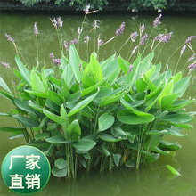 ɢ�b�������N�� ˮ����ˮɏ�� ������������ͦˮ��ˮ��ֲ��N��