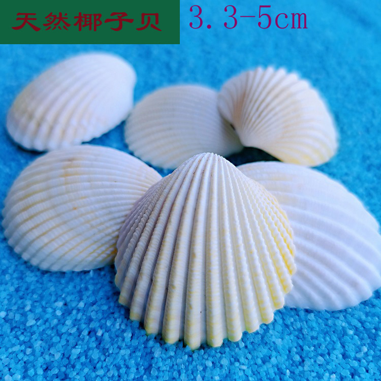 椰子