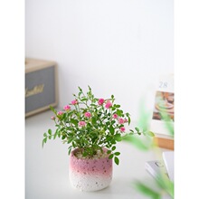 횻ݼ���΢���¼������Nޱ���������ԾGֲ�ļ��_���k����ֲ��