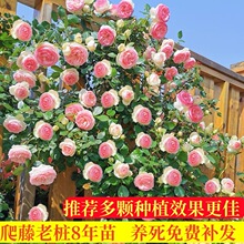 �ٱ��¼��Nޱ�����ش󻨘�ͥԺ����ֲ�ﻨ�������̨õ���ļ��_��