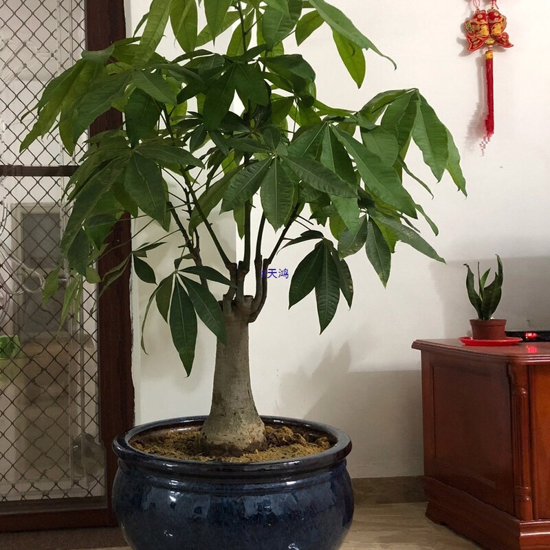 Money Tree Flower Pot Ceramic Creative Large Extra Large Tree Planting Personalized Living Room Floor-Standing Large Diameter Flower Pot