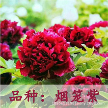 重瓣牡丹种子牡丹种子芍药种子 四季 不断牡丹花种子四季播易种活