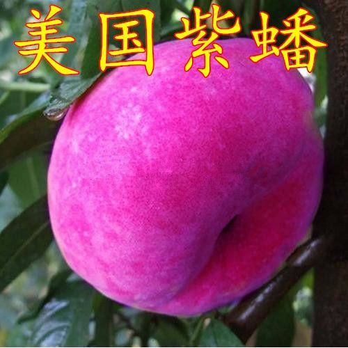 特大耐寒 蟠桃树苗美国红蟠树苗 紫蟠桃苗巴西玫瑰嫁接苗当年结果