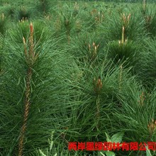 l²ɺɷN ձɷNӖ|͘N 辰ɘN