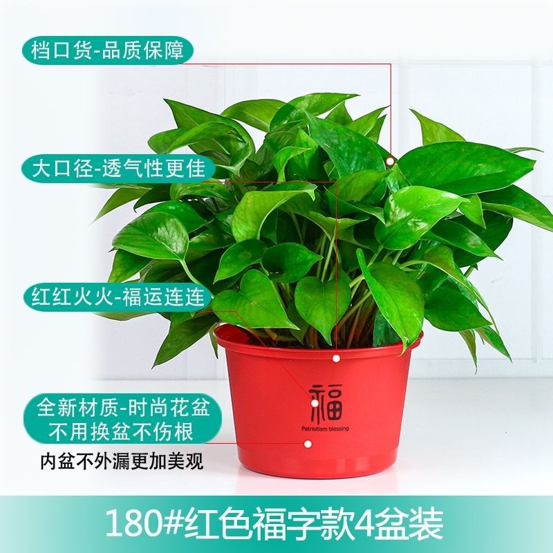 물 흡수성 게으른 푸후 화분 4개 + 비료 6개 [높이 30Cm 대형 포토스]