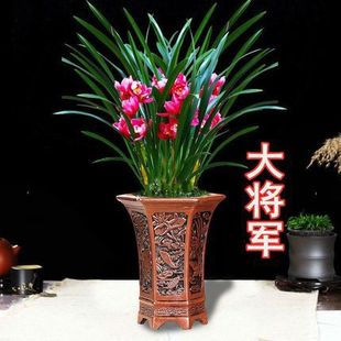 [Общие] орхидея в горшке для внутренних цветов и зеленых растений