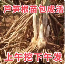 芦笋根苗现挖新芦笋苗四季种植蔬菜苗食用田园秧苗盆栽芦笋种籽