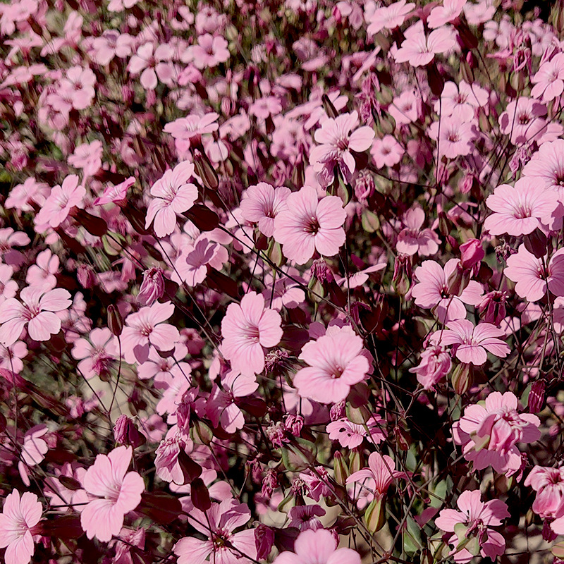 满天星盆栽种子室内阳台大花粉色四季易种植物花卉室外易活花籽