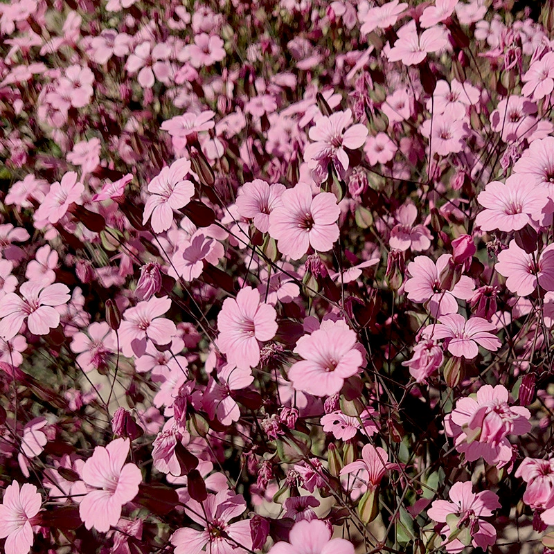 Семена гипсофилы в горшках для внутреннего балкона, большие розовые цветы, легко выращиваемые растения для всех сезонов, семена цветов, легко живущие на открытом воздухе