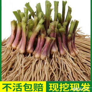 ��²˸��N��ʳ��900�w�����Ų��҃����߲˿�ʳ�����Ի������ϸ�