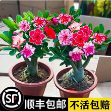 重瓣沙漠玫瑰花苗盆栽四季花卉小盆景开花不断绿植物老桩室内阳台