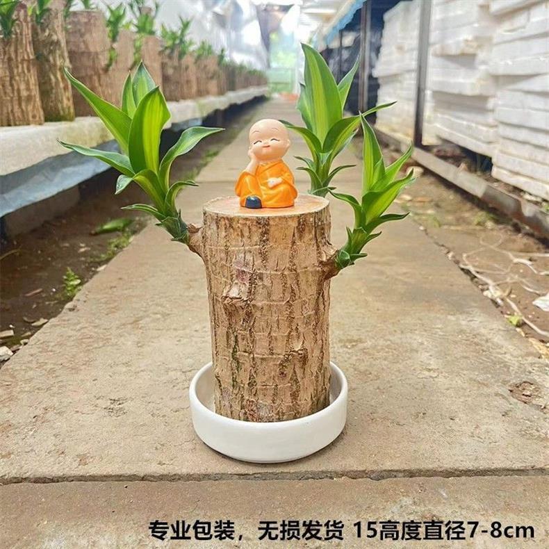 详情图