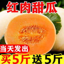 【爆甜】头茬阎良红肉甜瓜香瓜蜜瓜新鲜应季水果 5/10斤整箱批发