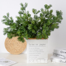 ����Gֲ���R�ɼ�����辰����������쾰ܛ�b��ľGֲ���컨�b�