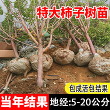 شӘoS̫޽ӘͥԺϱɷN