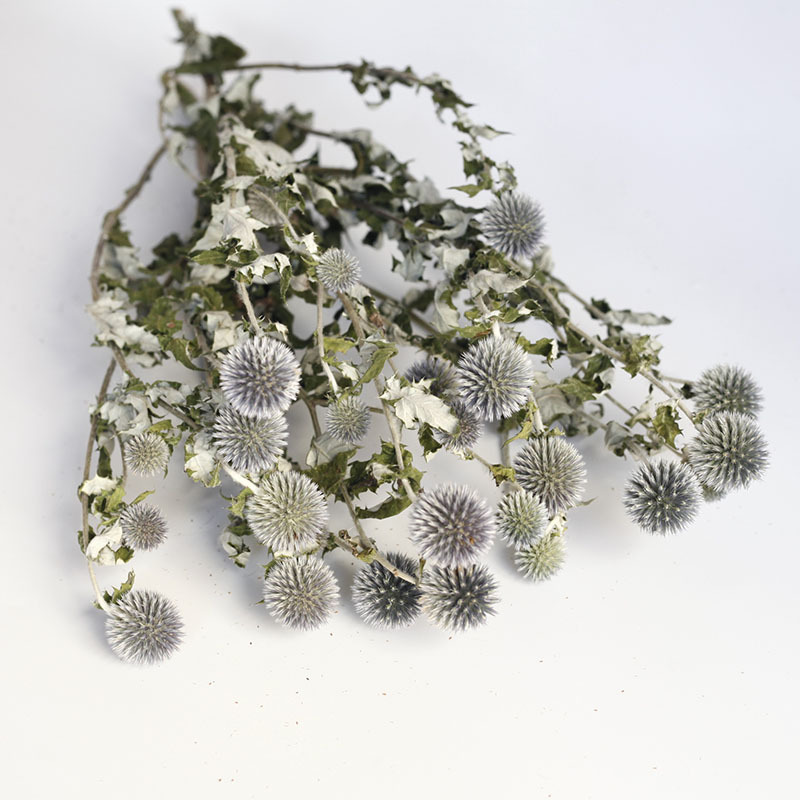 Flor seca Flor eterna Gypsophila Bola de oro No me olvides Flor seca Rosa hoja de eucalipto Pine Fruit Lover Grass al por mayor