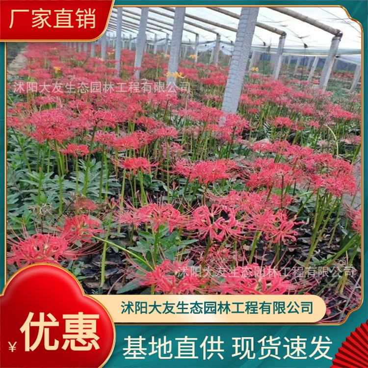 База оптом самостоятельного производства саженцев цветов Бихая полная живописная Ландшафтная инженерия Зеленые саженцы