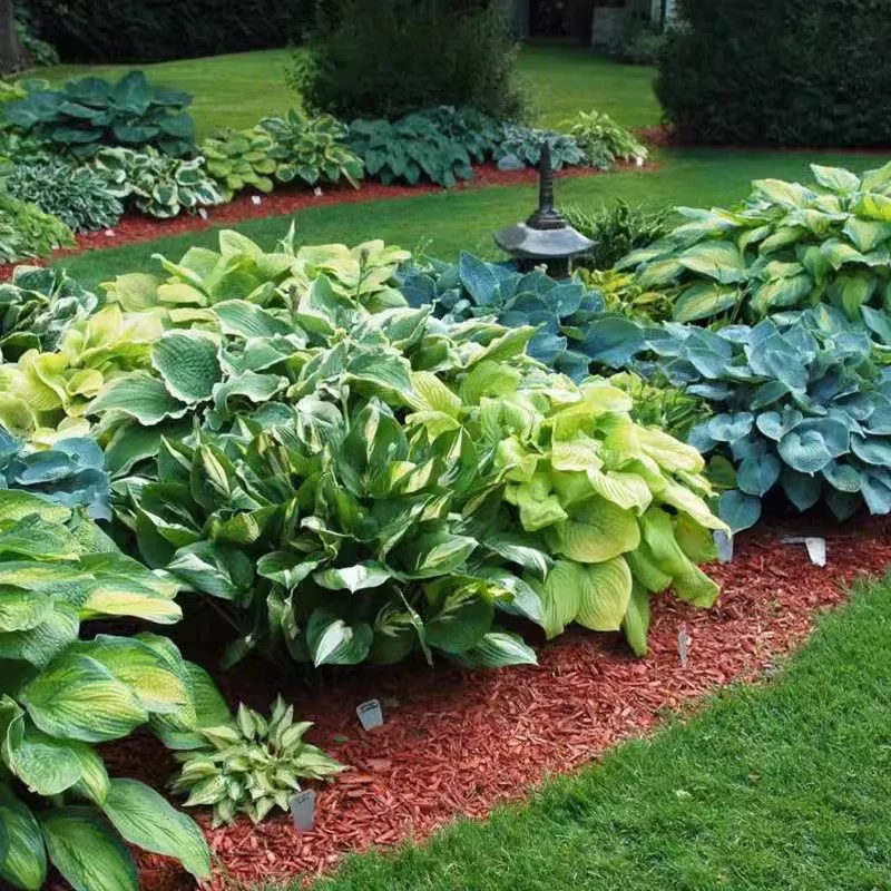 Семена цветка нефрита многолетние корни травянистые цветы четыре сезона легко жить