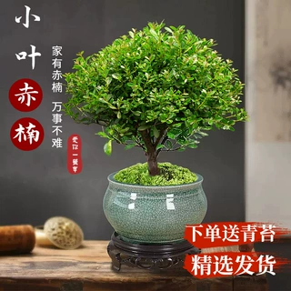 小叶赤楠老桩盆景苗植物花卉微景观水培办公室内好养四季常青盆栽
