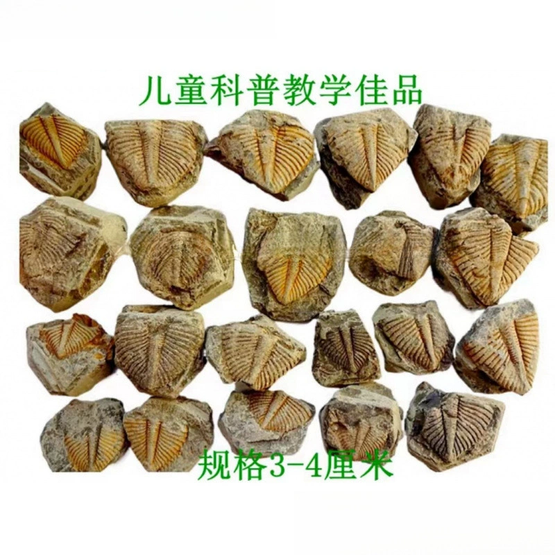 Натуральный декоративный камень, хризантема, камень, дефект хвоста трилобита, обучение популяризации науки, детский интерес, окаменелость 2665.