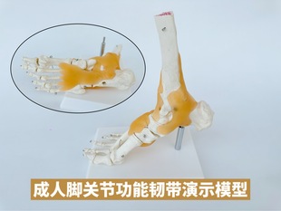 Ankle joint model simulation human foot joint model with ligament foot bone specimen model teaching medical