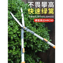 ���������֦��@�ֻ�ľ��֦����ƺ�þG�h������֦�Q�@ˇ����