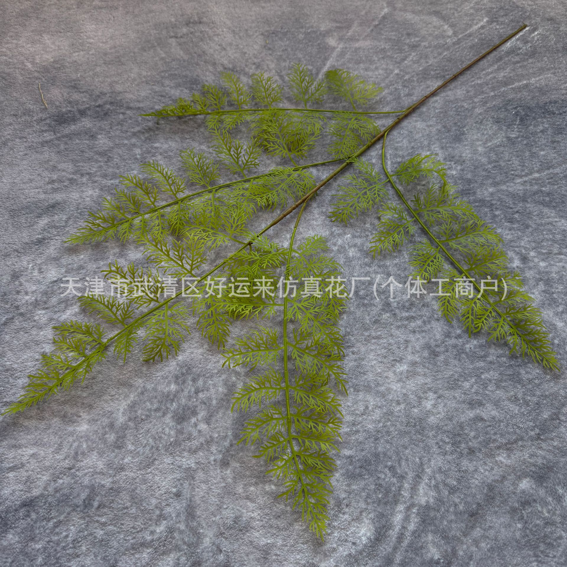 긴 가지 봉래 솔방울 녹색