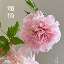 洛阳正宗牡丹花苗大苗带花苞室内北方耐寒重瓣花卉盆栽