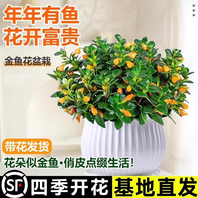 金鱼吊兰盆栽花卉四季观花阳台植物室内金鱼花苗客厅四季常青植物