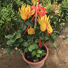 佛手树苗 大盆栽柠檬带果盆栽 千佛手 带花带果发货 基地直销果树