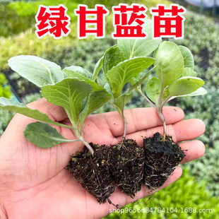 ���Ӻ�G���{��������� Ѩ�P���|���� �Ϸ�����¶��ˈ@�����߲�