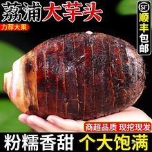 广西荔浦新鲜大芋头9斤农家现挖粉香芋槟榔芋紫藤芋顺丰包邮3