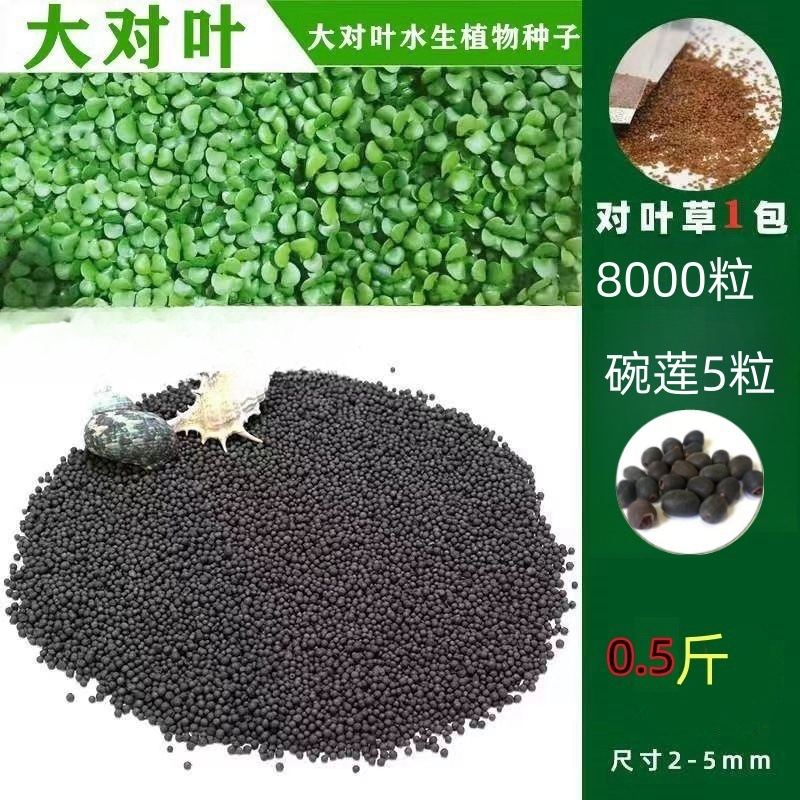 워터 그래스 머드 0.25kg - 무료 큰 잎 8000개 + 그릇 연꽃 5개