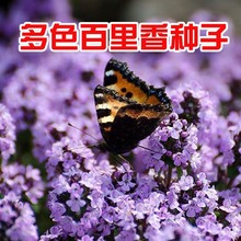 ���l������N�ӿ�ʳ������ţ������{ζ��ɽ������������̨����