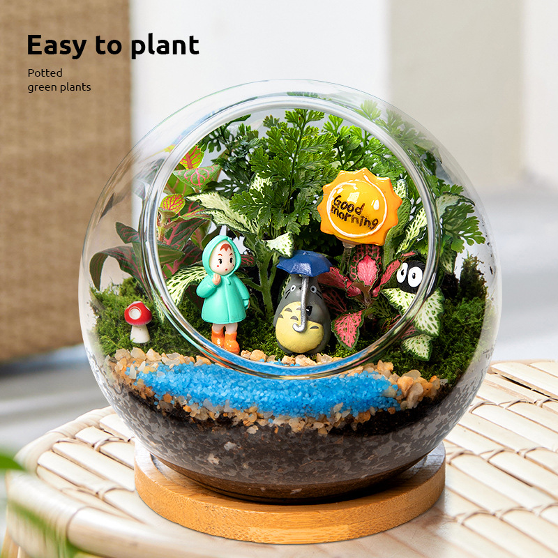 苔藓微景观盆景办公室绿植盆栽工位客厅桌面花卉植物生态瓶送礼物