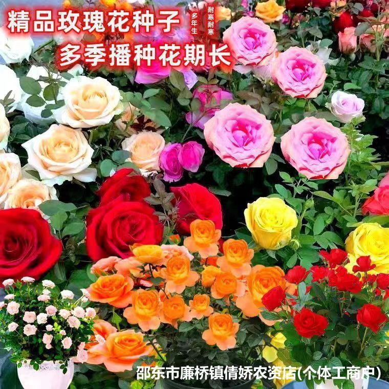 香水玫瑰花种子大全重瓣浓香大花蔷薇种籽孑原装种子大全批发代发